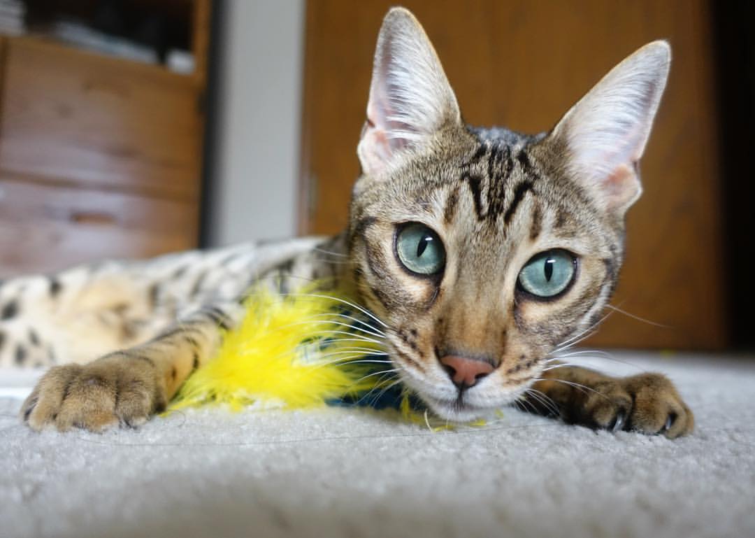 Dota 2 战队默契度提升明显，dota2选手moogy