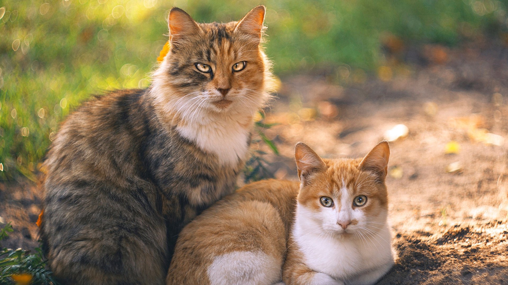 爱游戏娱乐平台-NBA裁判协会首次引入女性主席，开创历史先河，nba裁判介绍