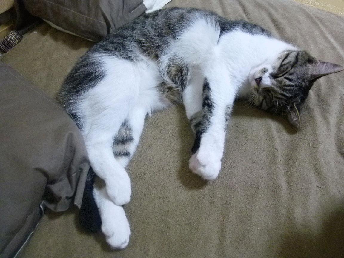 _快船迎战劲敌，团结一心争取每一场胜利_，快船队的比赛