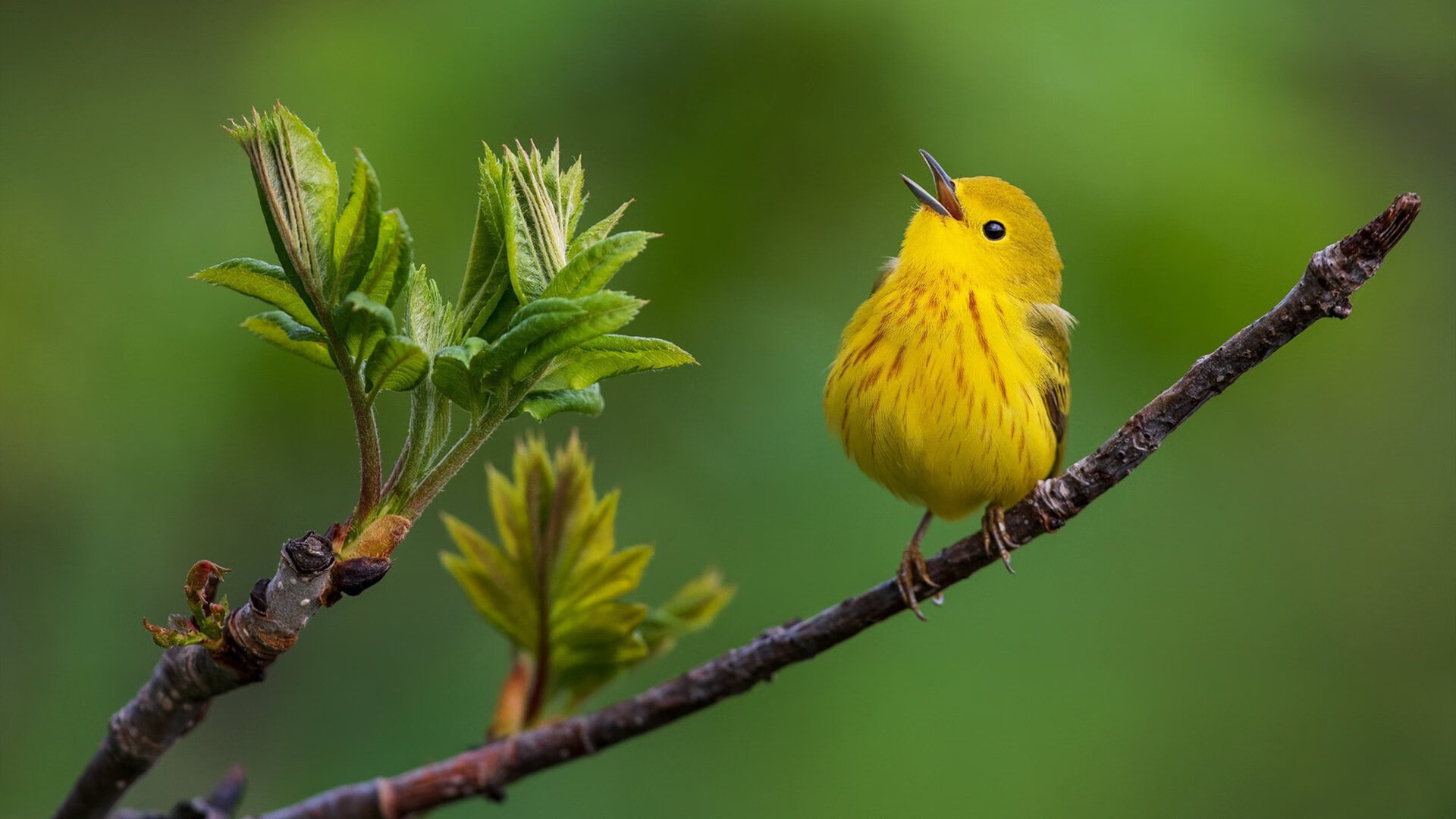 _篮网团队配合天衣无缝，稳占联盟龙头位置_，篮网阵容强大