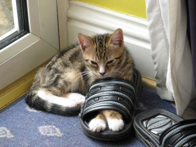 AYX体育官网-【洋基逆转奴役比赛】 Judge的全垒打带领球队逆转取胜，洋基队mantle