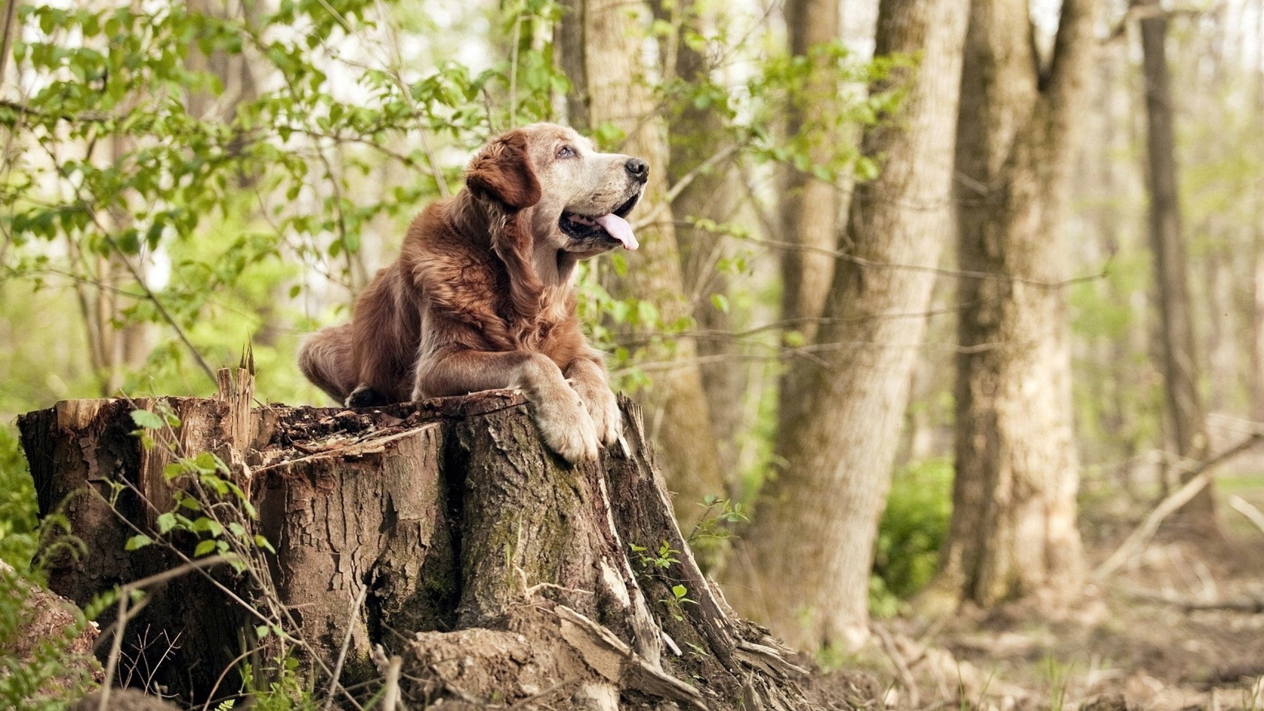 【自动裁判】机器人如何改变比赛的具体玩法?,机器人裁判证