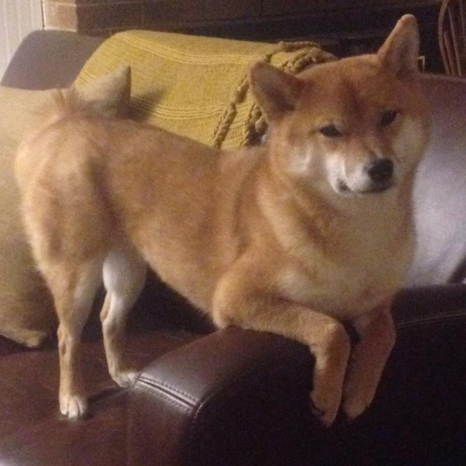 爱游戏体育-中国反曲弓男队在射箭世界杯韩国站获得团体银牌，反曲弓奥运会比赛规则