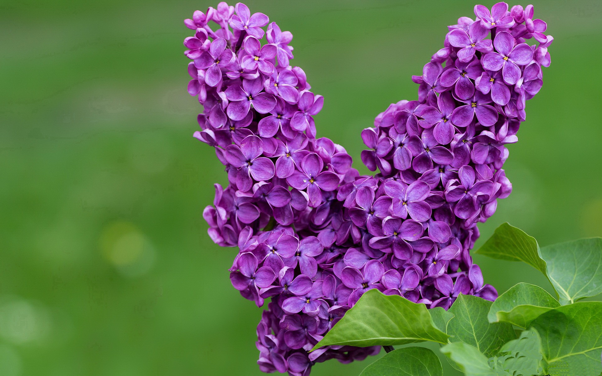 AIYOUXI.COM-特色文化融合：篮球与中国传统文化的完美结合，如何理解篮球文化