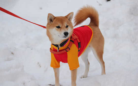 魔术打造“球员原声日”，全场比赛无解说，仅留现场音，魔术的球员