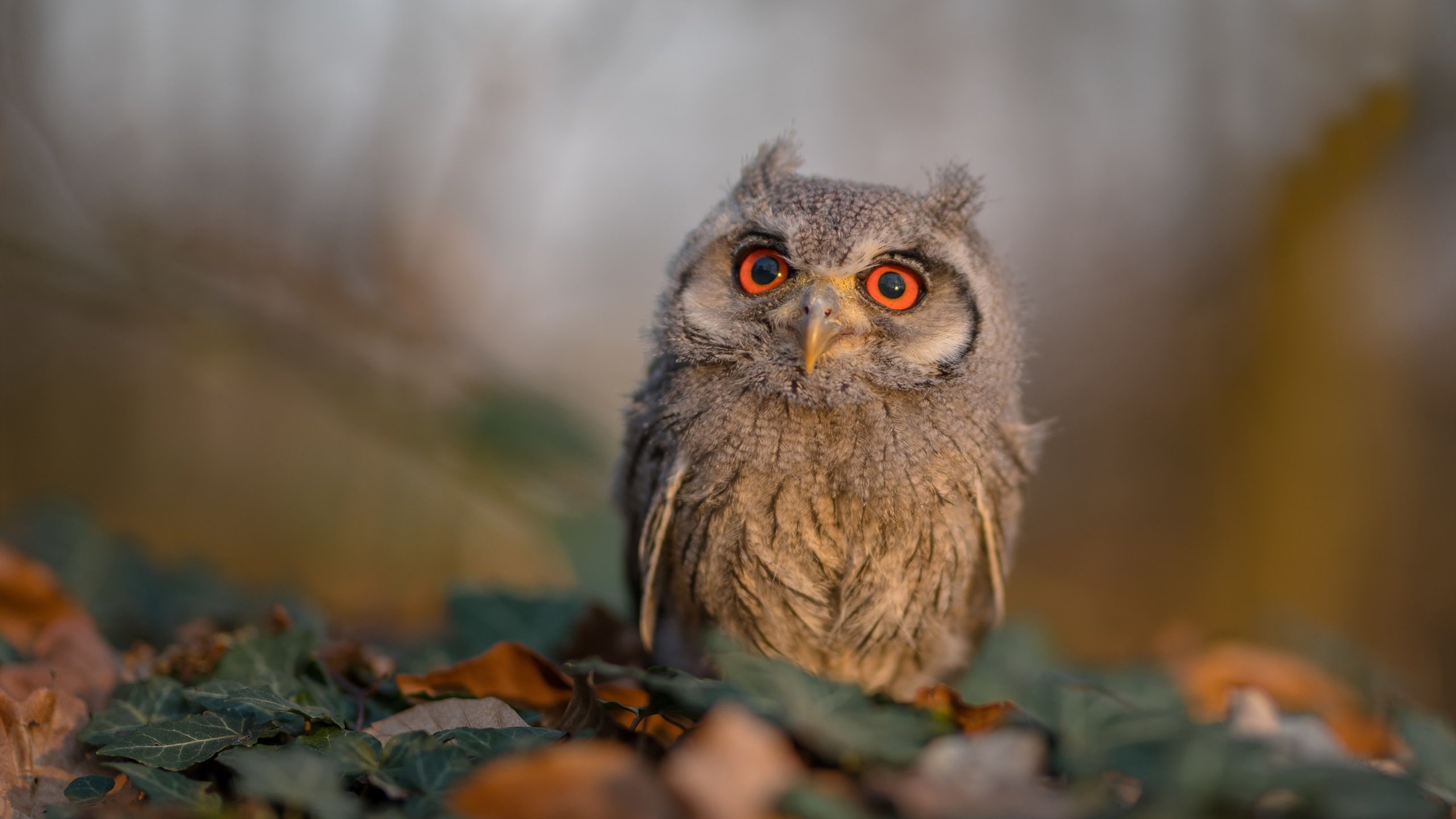 AYX GAMING-伊朗国家队备战亚洲杯，伊朗杯足球赛