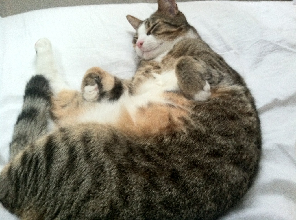 切尔西击败亚特兰大，晋级欧冠八强，切尔西欧冠亚军