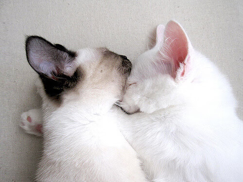 爱游戏官方-德国男子73公斤级举重选手在决赛中获得第七名，德国举重小将