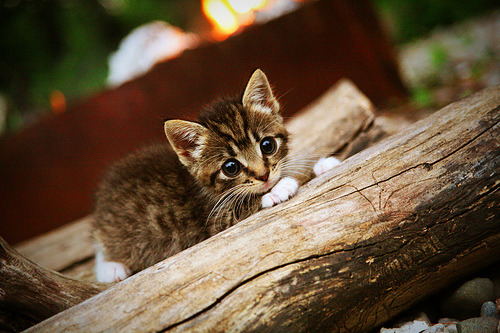 阿森纳2-1西汉姆，稳固前四位置，阿森纳3-3西汉姆联