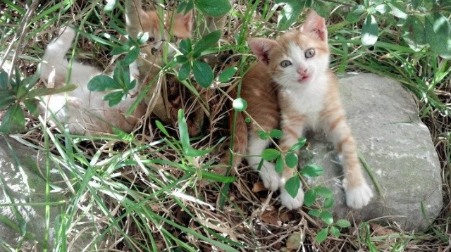 爱游戏娱乐-全国武术套路锦标赛南北对决精彩纷呈，全国武术套路比赛视频