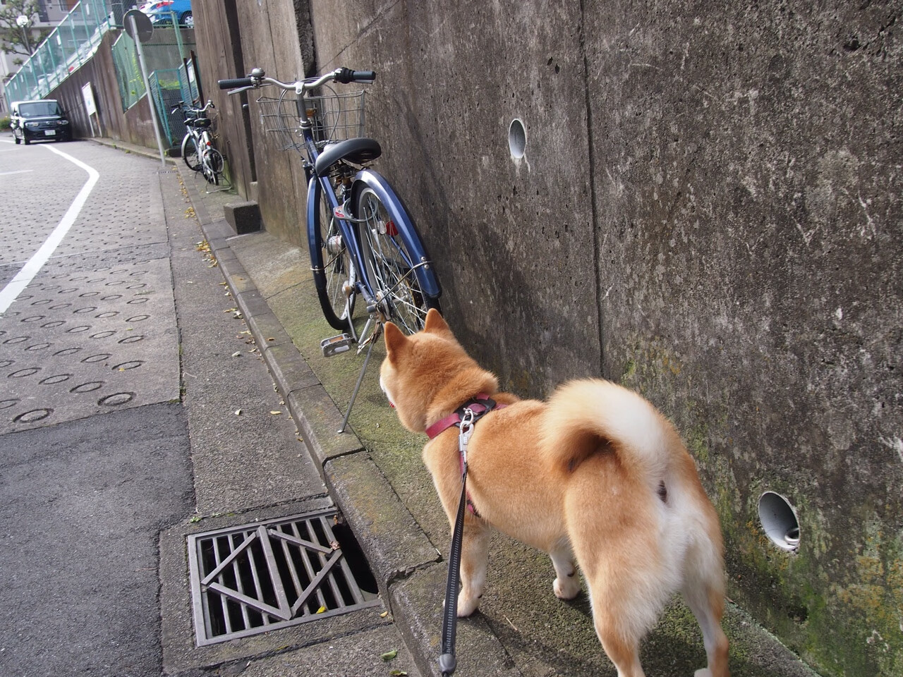 南美足球崛起：未来的世界足球新力量？，南美足球强吗