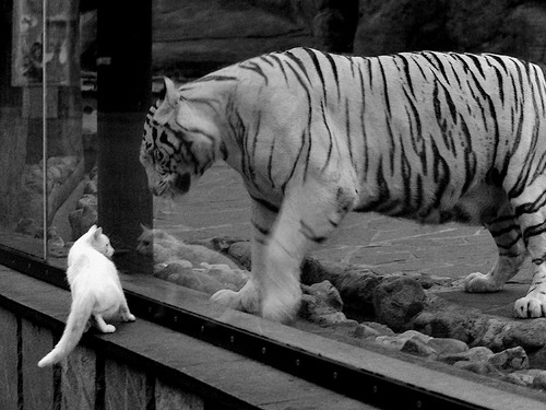 AYX体育-中国女篮强调速度和转换进攻 球风更加灵动，中国女篮强调速度和转换进攻 球风更加灵动的原因