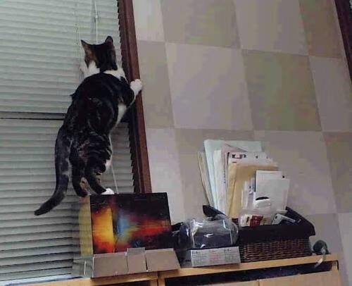 内线球员在快节奏体系下的功能性演变，内线球员的主要作用