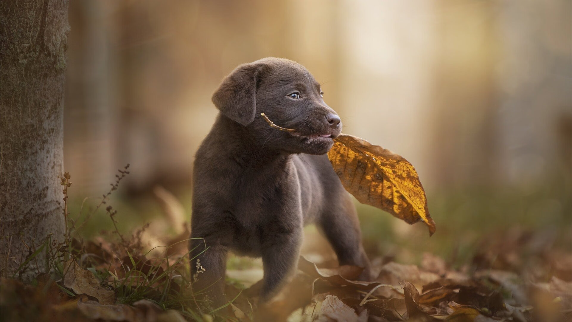 印度队2024年世界杯表现:奋力拼搏,打破世界强队的垄断,印度参加世界杯预选赛了吗