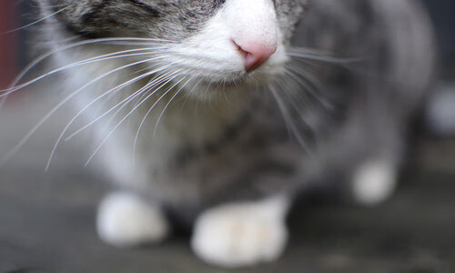 赛季初转会对战术融合与配合同步性的影响，新赛季转会消息