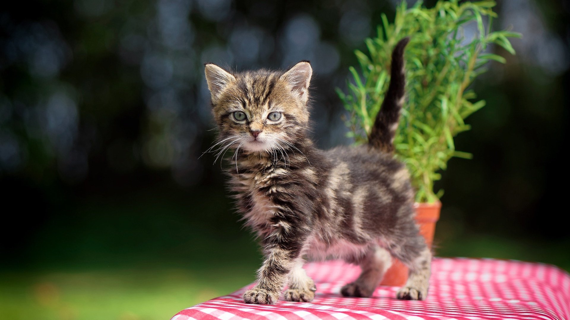 多支球队陷入积分胶着阶段每场比赛都牵动排名走势，球队积分表