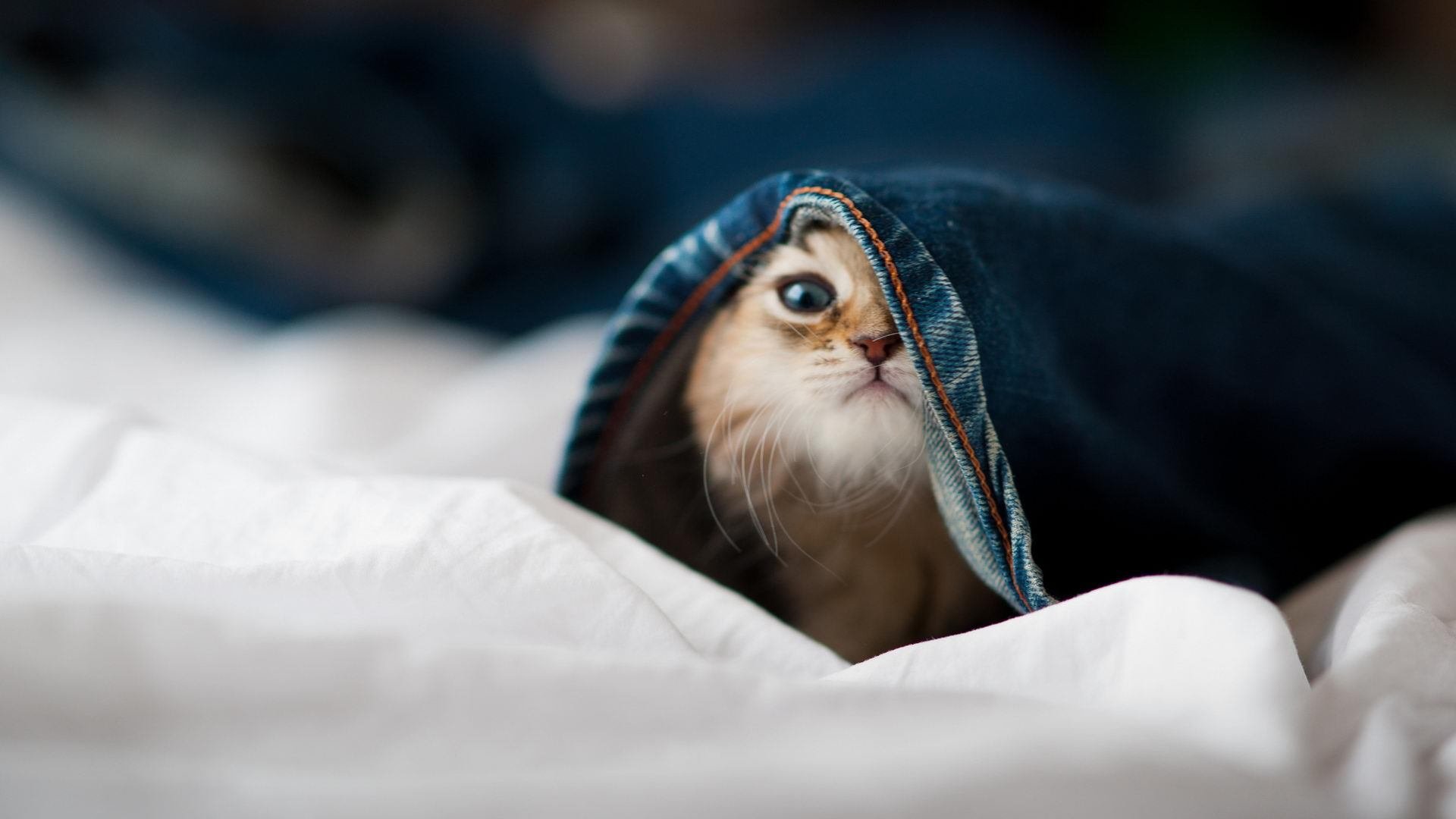 林丹亮相羽球论坛分享成长经历,林丹羽毛球完整比赛