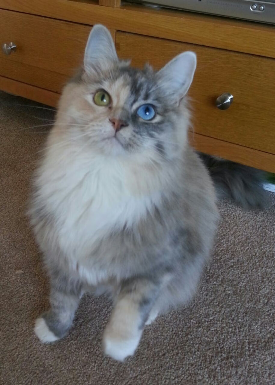 法甲巅峰之战:冲刺冠军的决战时刻,法甲冠军排名