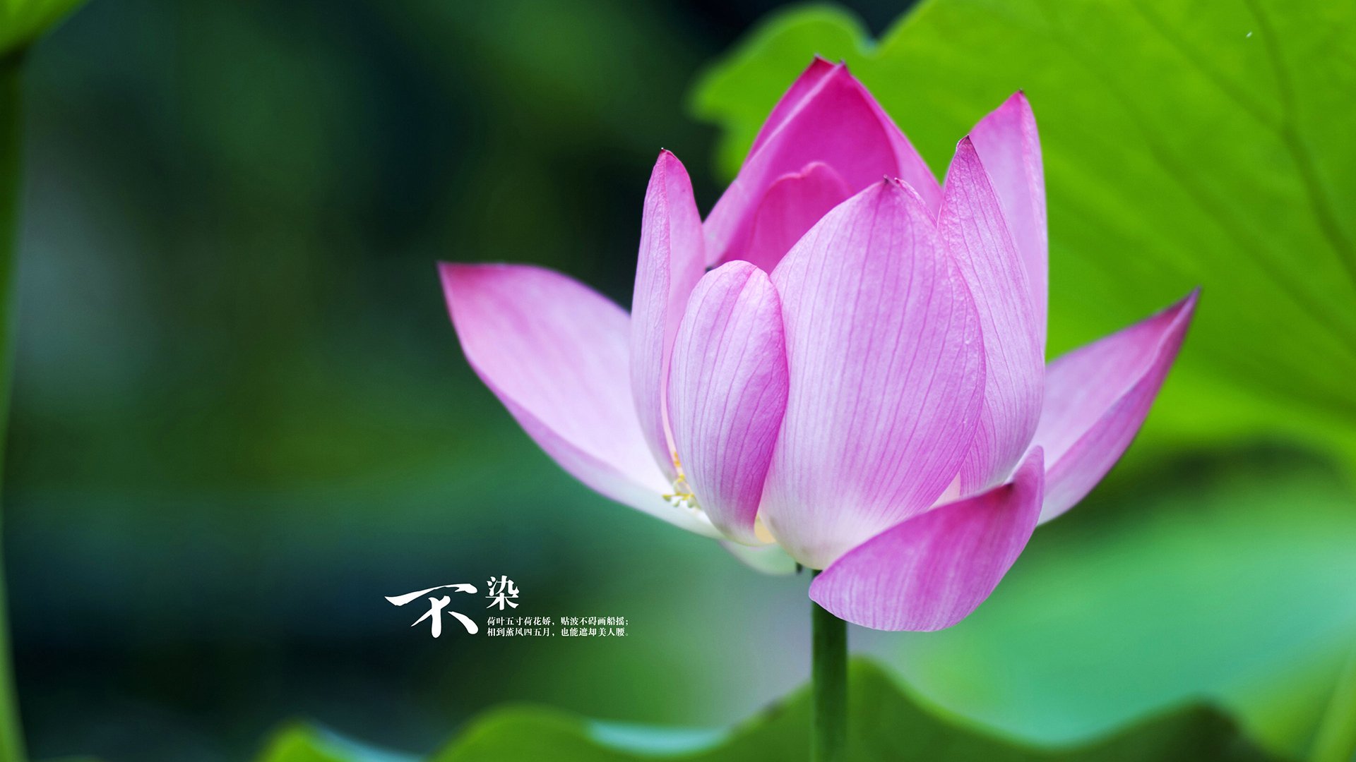 爱游戏app-王楚钦反手狂攻展现统治力，王楚钦正手