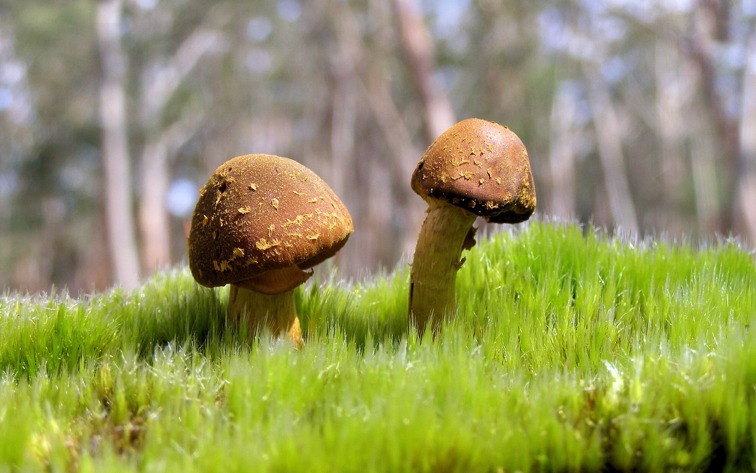 爱游戏体育（AYX）官方APP下载-西亚卡姆组织进攻能力提升猛龙进攻更立体，西亚卡姆2021集锦